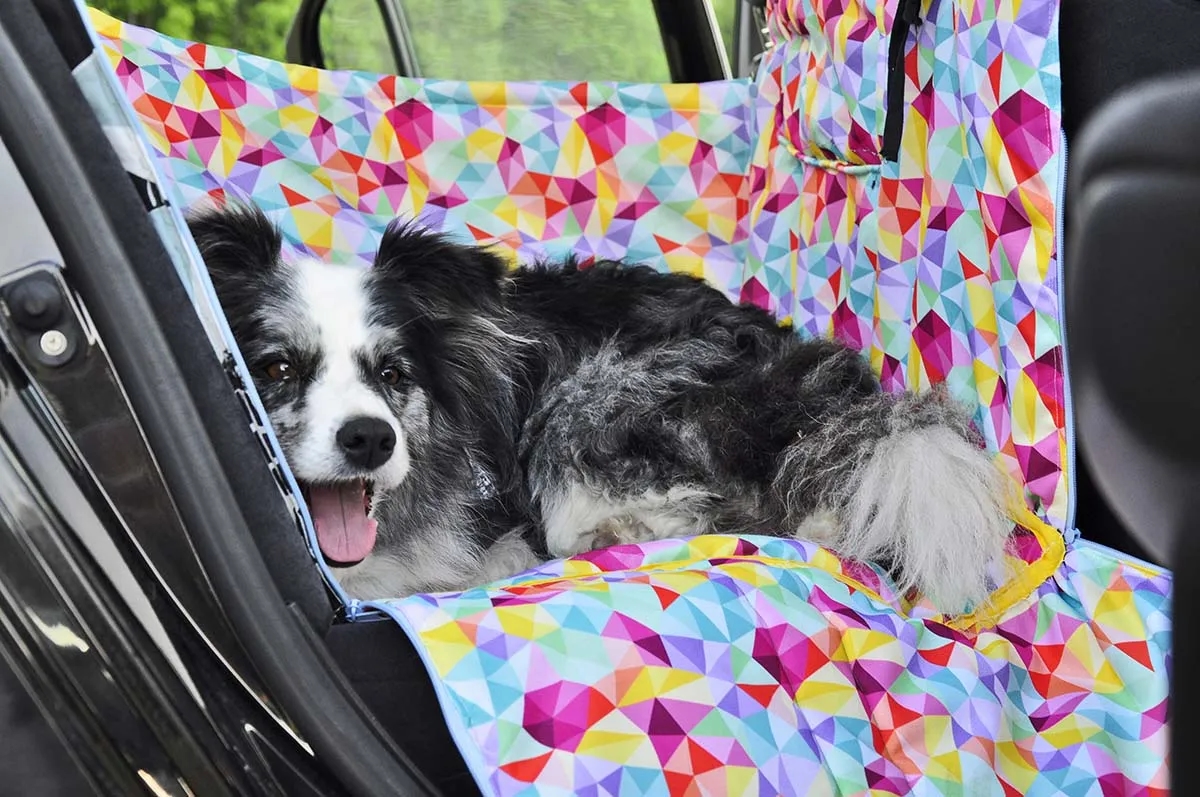 Jak przewieźć szczeniaka w samochodzie, aby zapewnić mu bezpieczeństwo